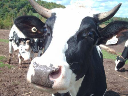 Recette de boeuf