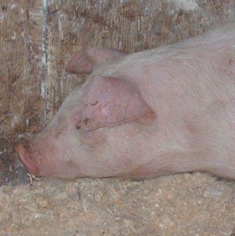 Recette de porc