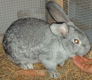 Recette de lapin