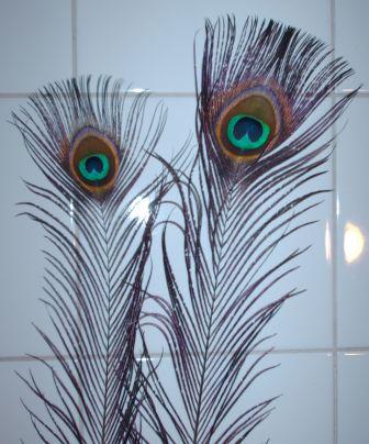 Plume de paon avec oeil