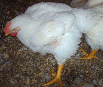 Recette de poulet